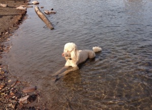 Abby taking a break during her ride. You can tell it was a warm day today since she had to lay down in the river!